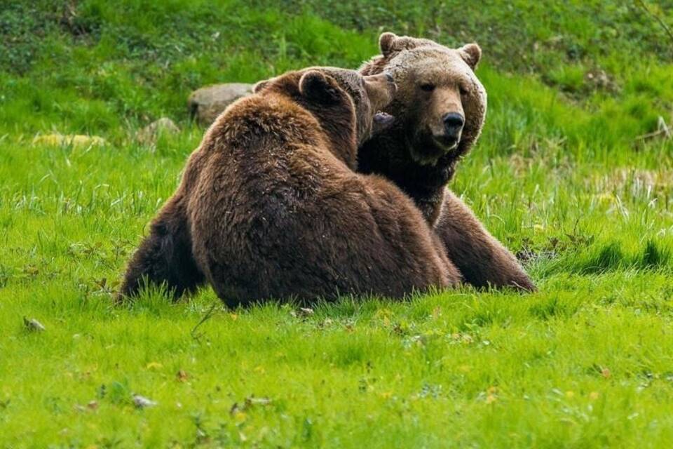 Braunbären Braunbären