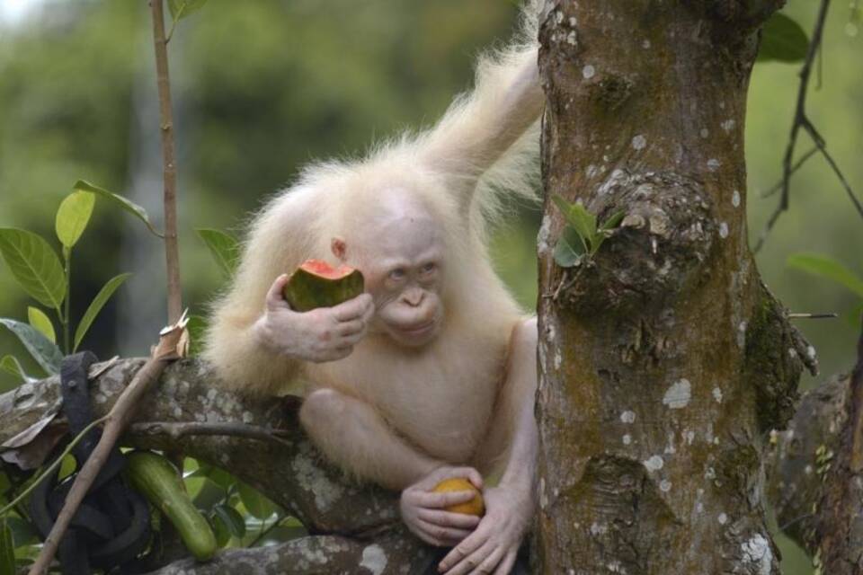 Albino-Orang-Utan Albino-Orang-Utan