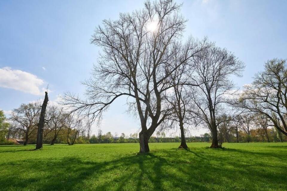 Bonner Siegaue