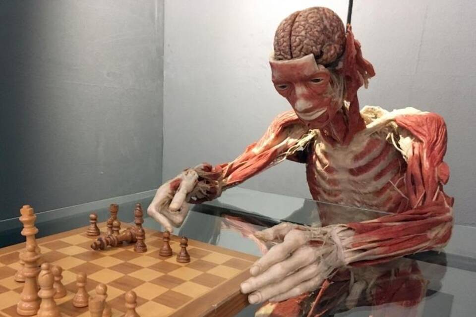 Ganzkörperplastinat