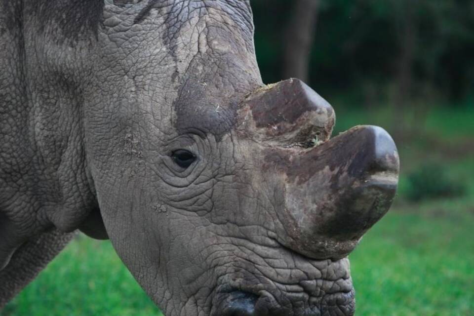 Männliches Nördliches Breitmaulnashorn Männliches Nördliches Breitmaulnashorn