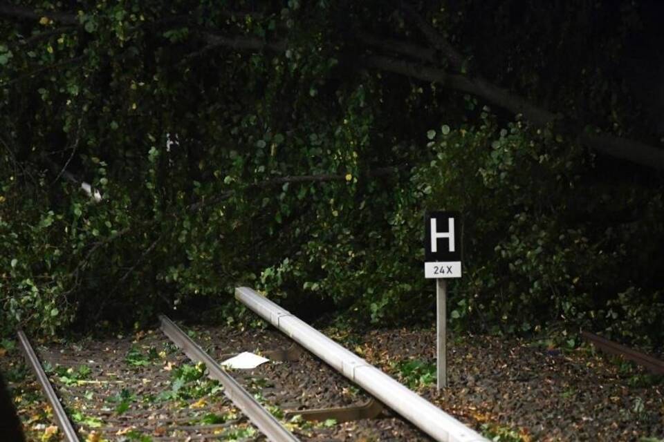 Umgestürzter Baum Umgestürzter Baum