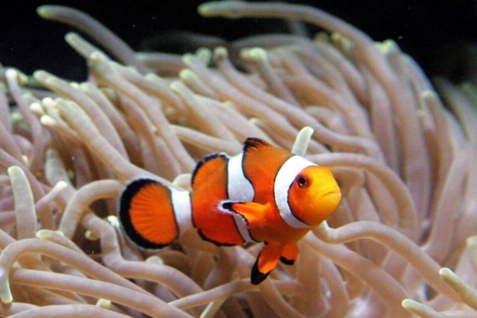 Clownfisch Clownfisch