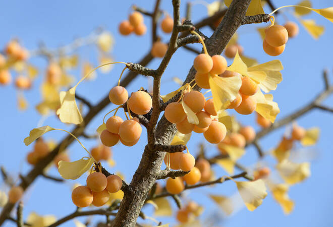 Der Ginkgobaum im Garten Nahezu unverwüstlich und wunderschön Haus