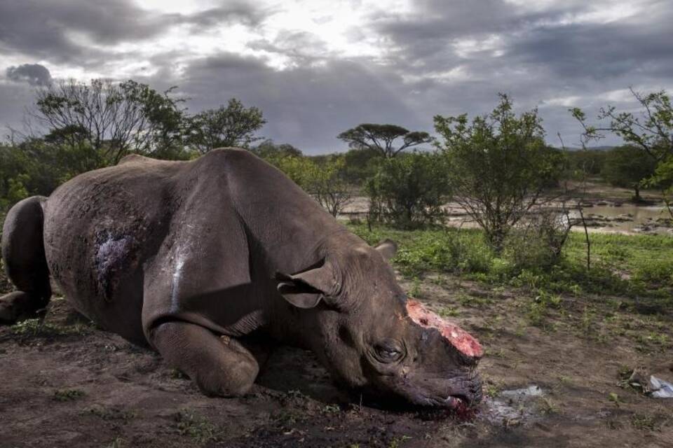 Gewildertes Nashorn Gewildertes Nashorn