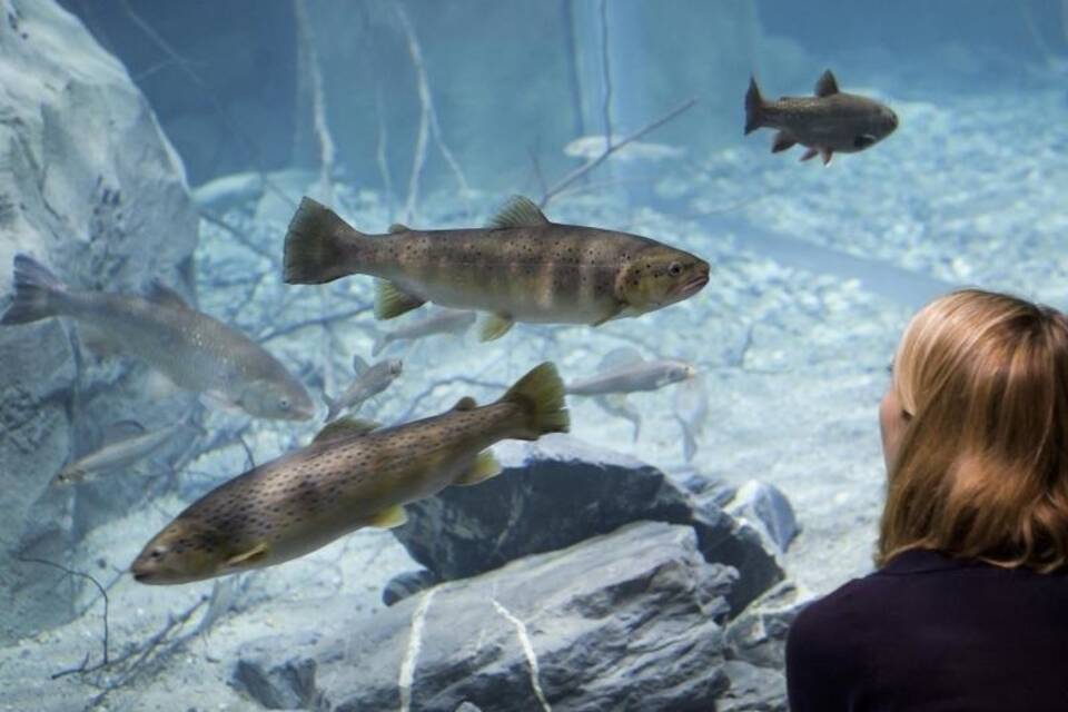 Neues Aquarium