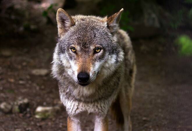 Baden Wurttemberg Forscher Gehen Von Kunftig 100 Wolfen Aus Update Sudwest Rnz
