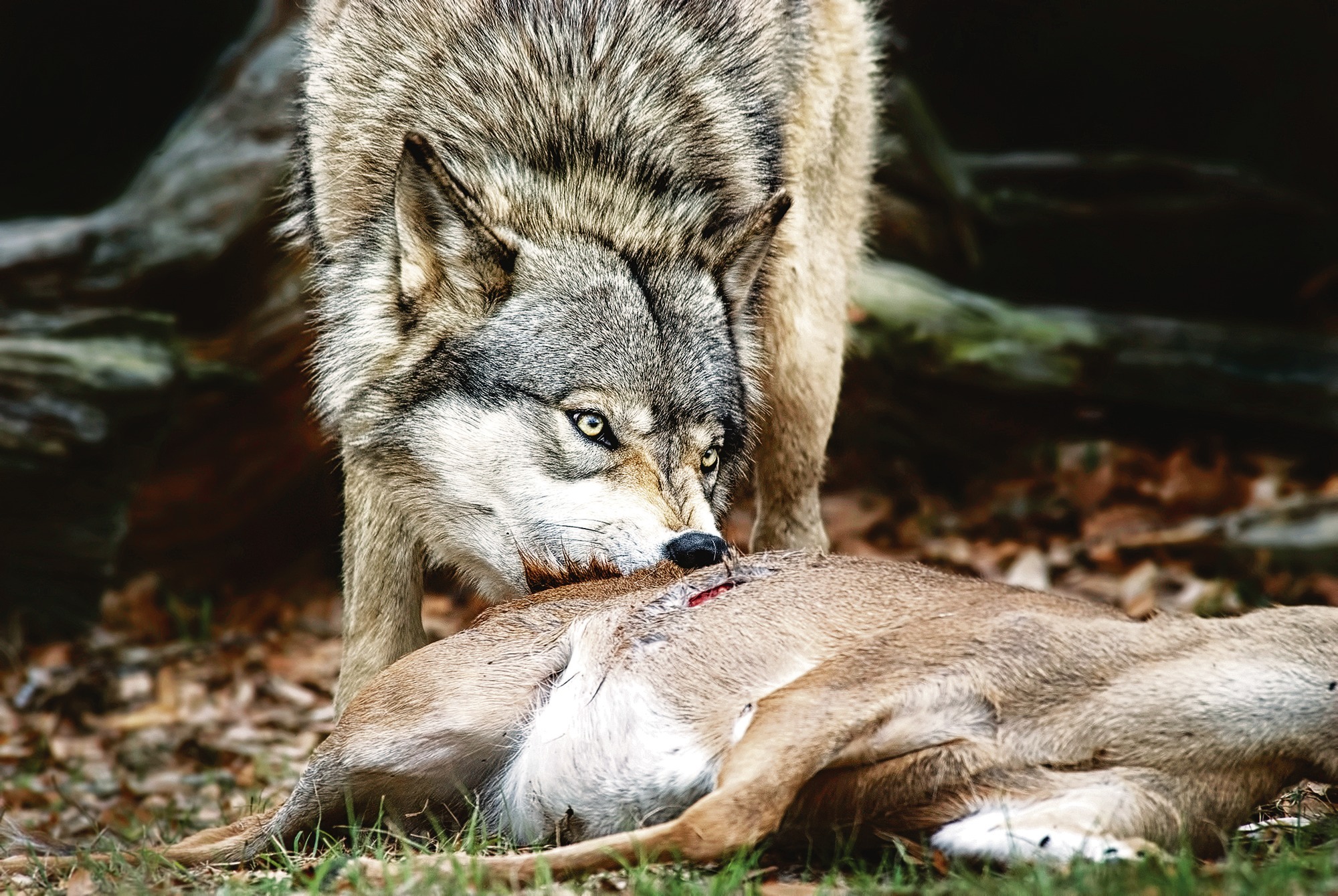 Schaf Und Wolf Spiel Schaf Und Wolf Spiel
