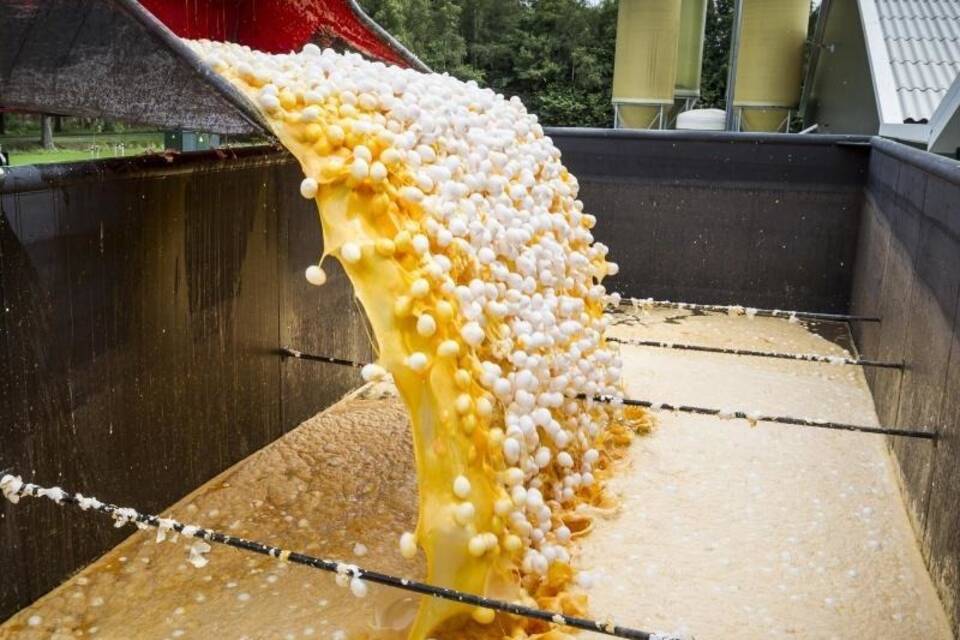 Fipronil belastete Eier Fipronil belastete Eier