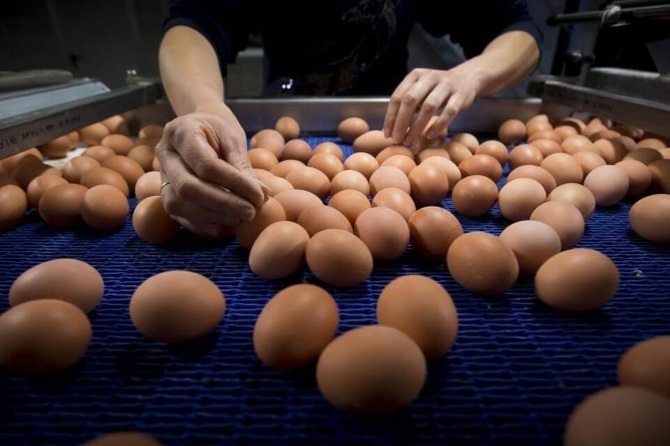 Eier Eier