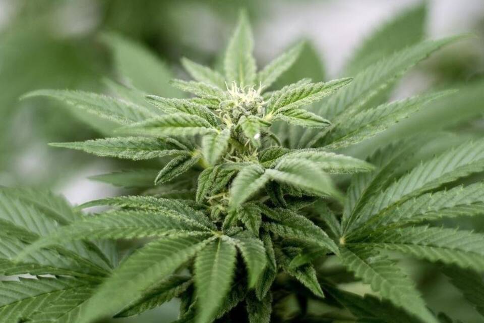 Cannabis Cannabis