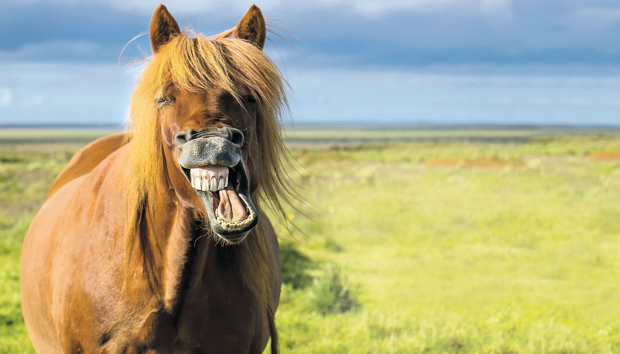 Tierische Irrtürmer: Wie viel PS hat eigentlich ein Pferd? - Magazin RNZ