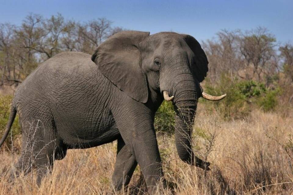 Afrikanischer Elefant Afrikanischer Elefant