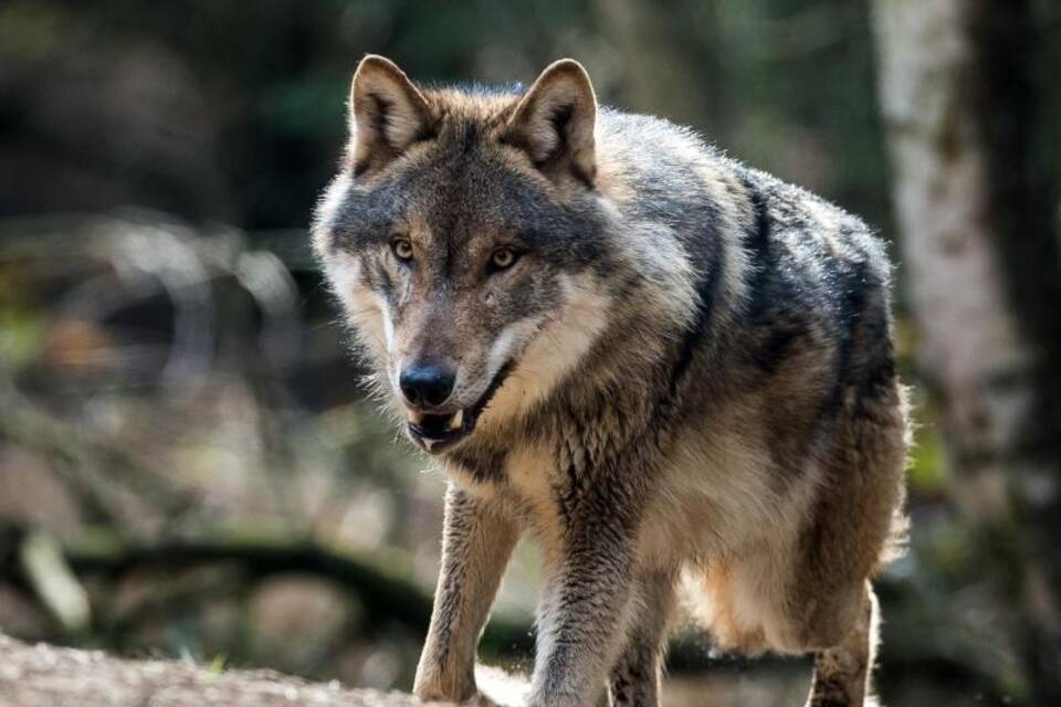 Wolf Wolf