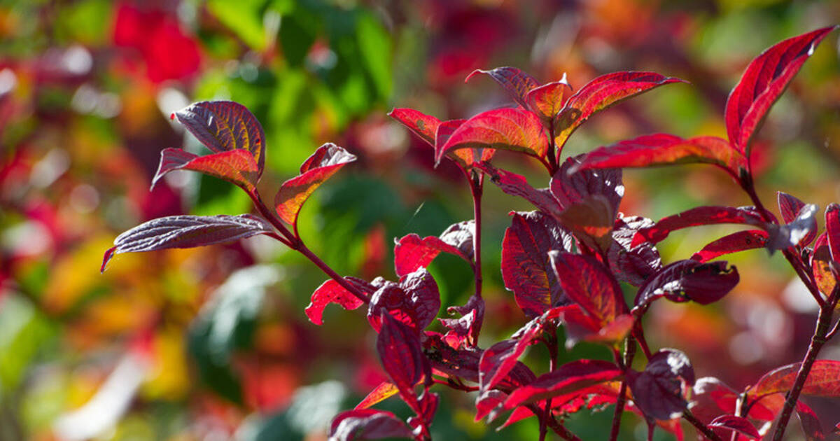 274046_1_articleopengraph_2017_11_16_1