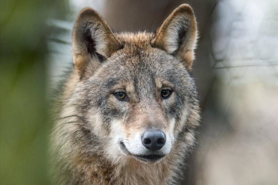 Wolf Wolf