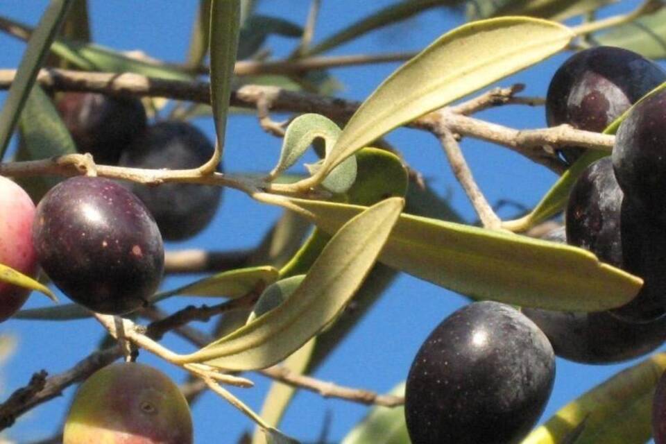 Schwarze Oliven Schwarze Oliven