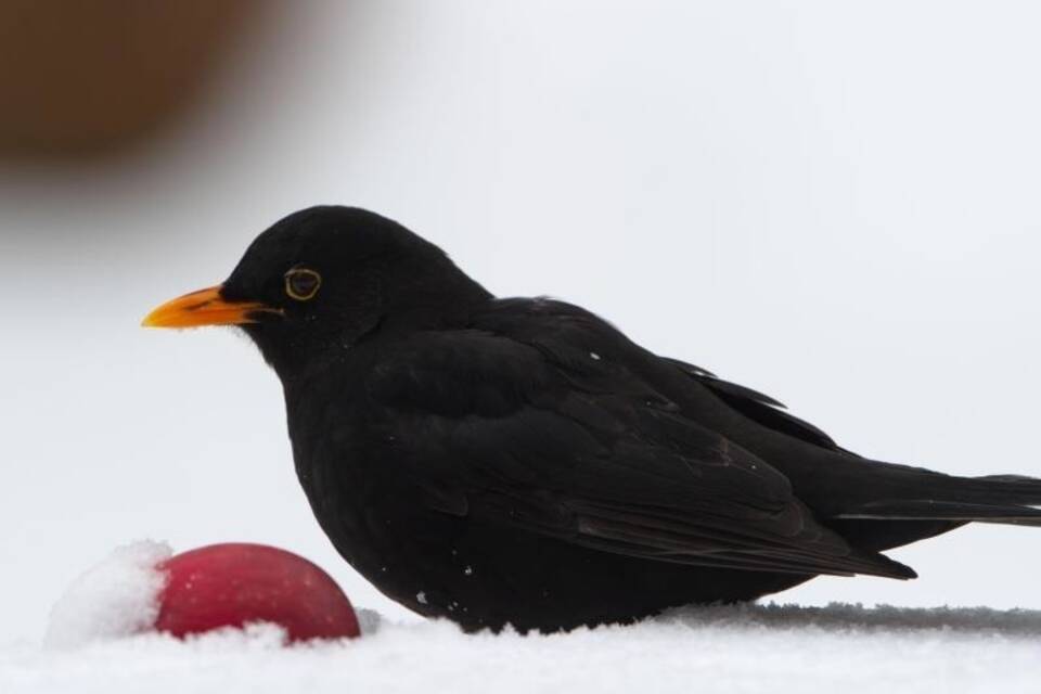 Amsel