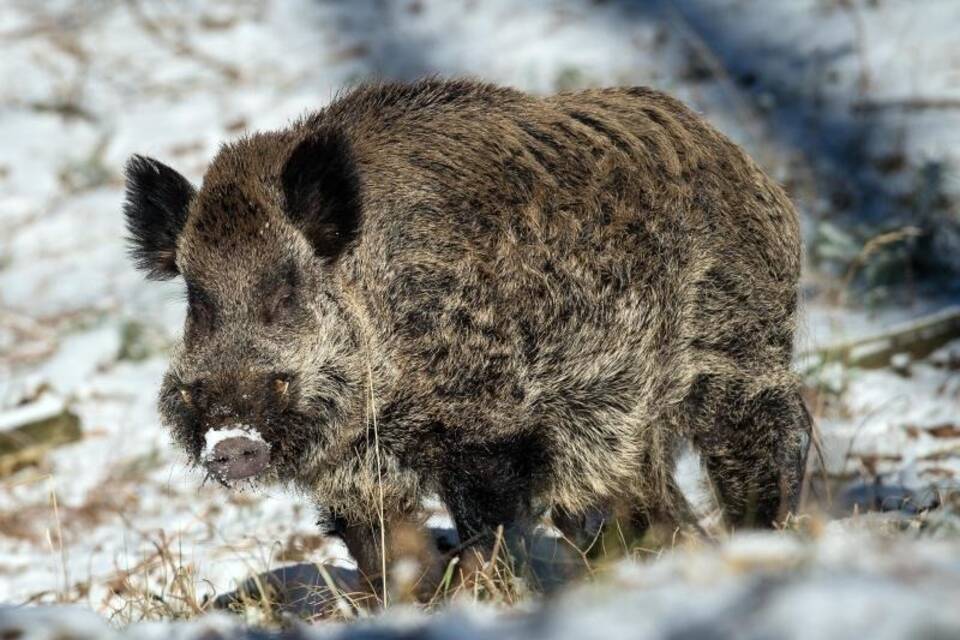 Wildschwein Wildschwein