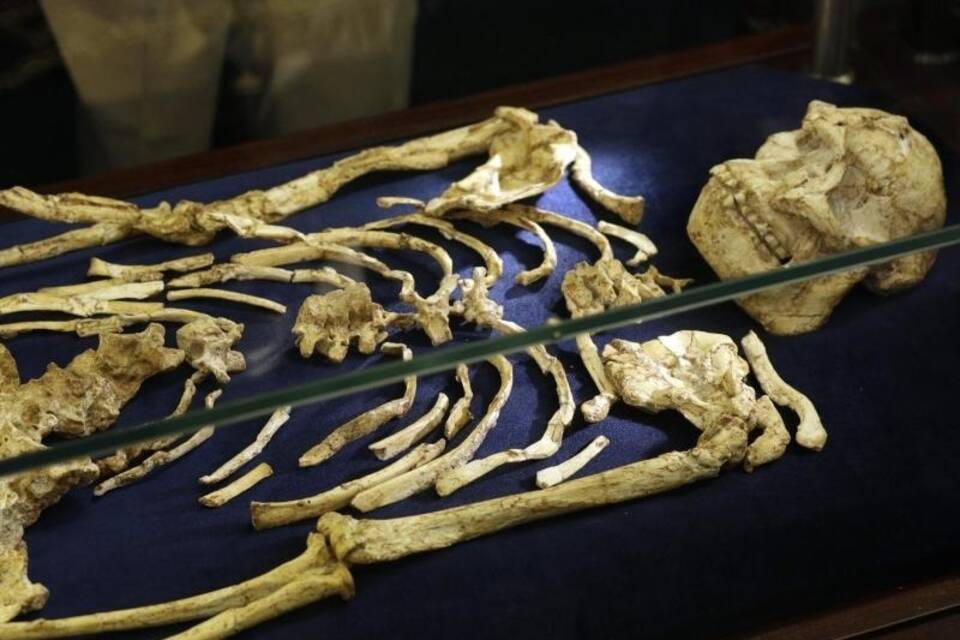 Skelett eines Australopithecus enthüllt