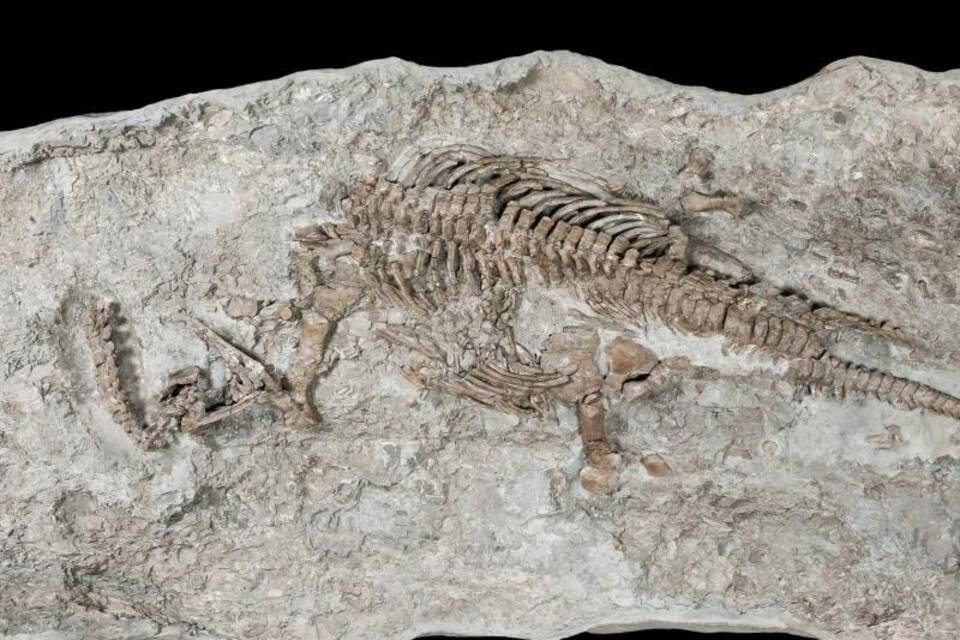 Plesiosaurier-Skelett