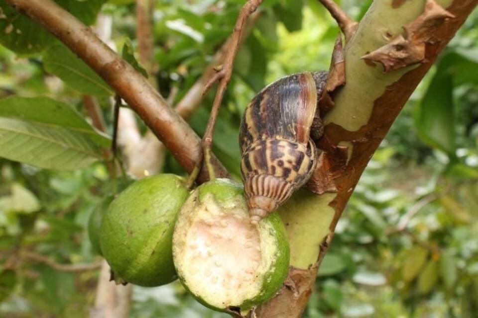 Afrikanische Riesenschnecke