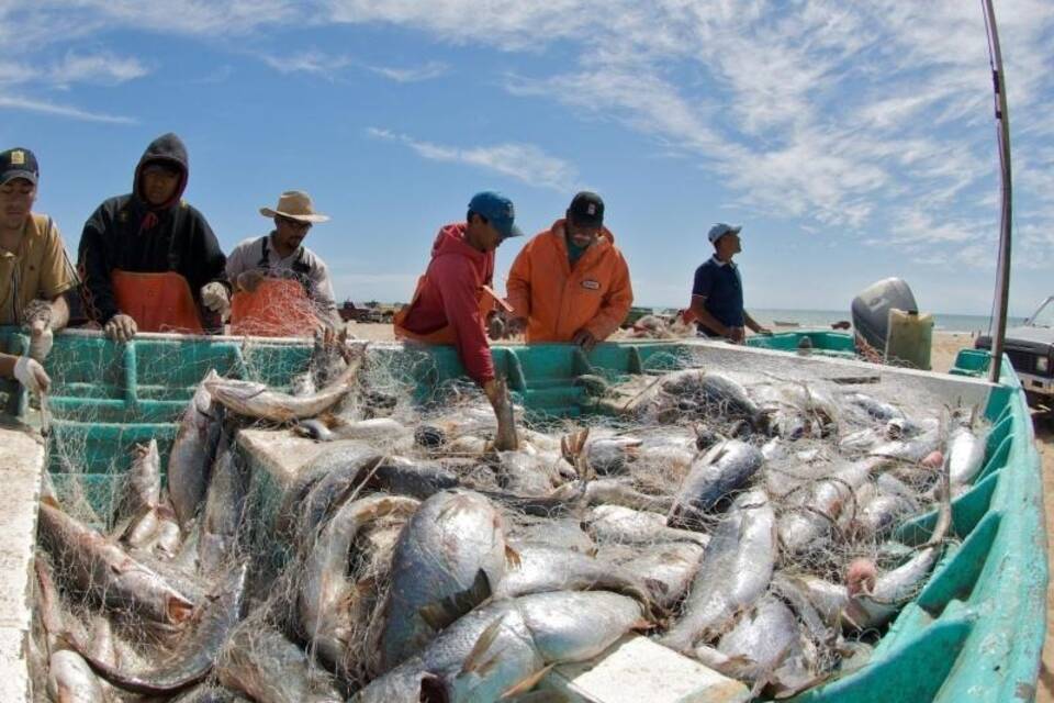 Lärmende Fische