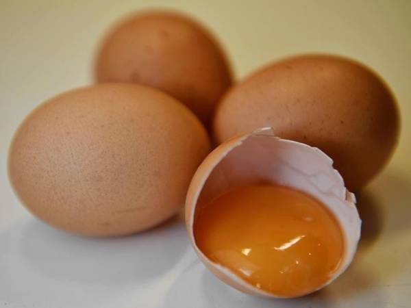Fipronil-Krise Fipronil-Krise