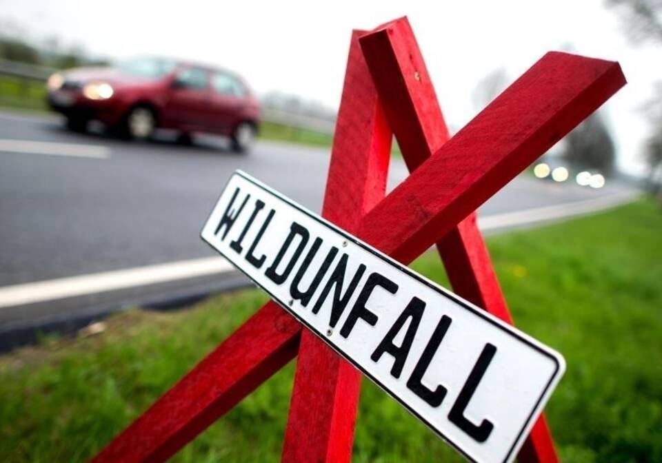 Wildunfall Wildunfall