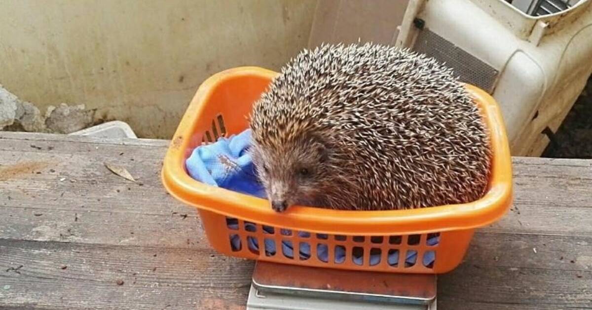 Самые большие ежики. Жирный ежик. Самый толстый еж. Ушастый ёж с ежатами. Ежик весит.