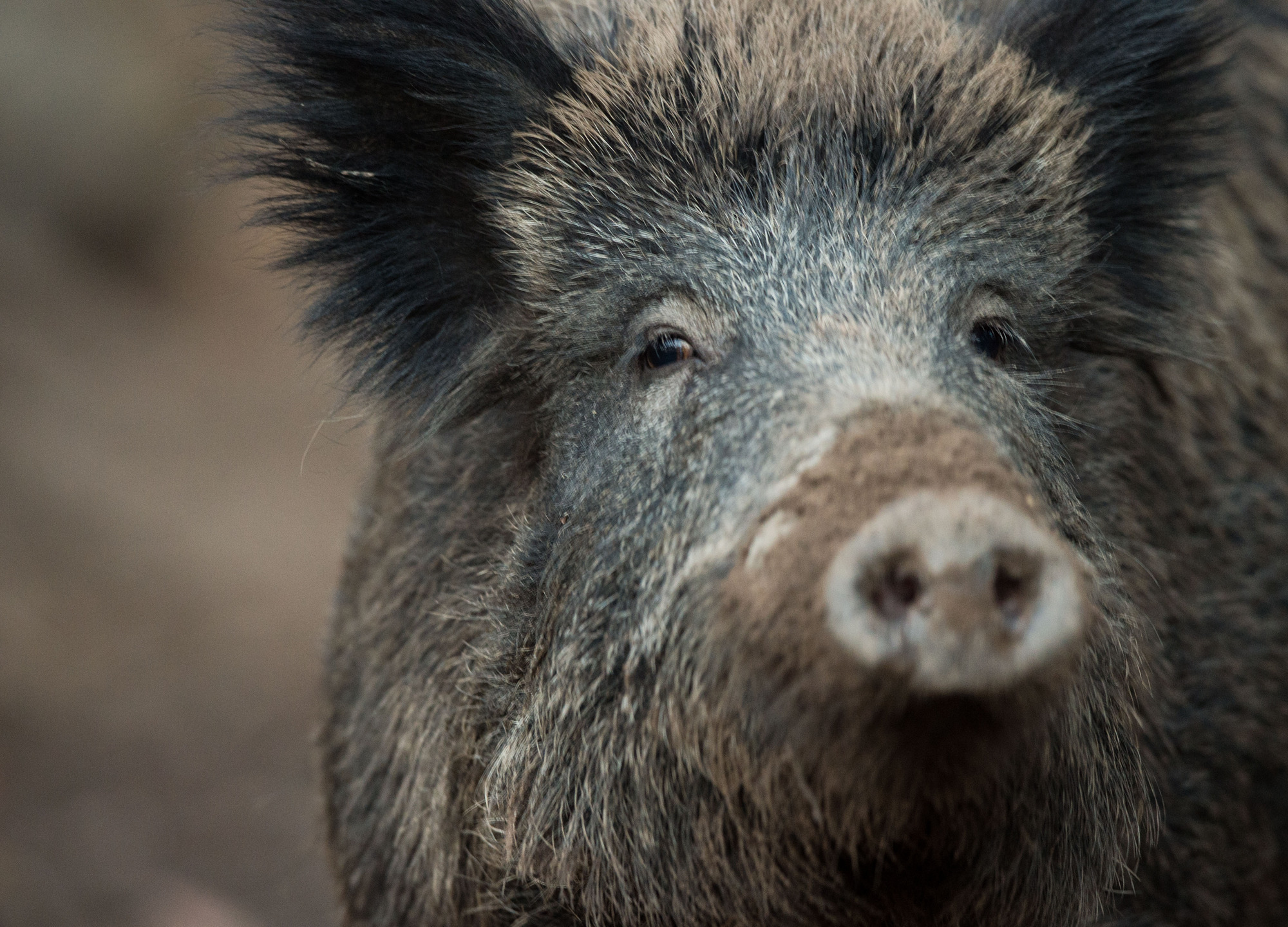 Tipps Vom Experten Wenn Sich Mensch Und Wildschwein Begegnen