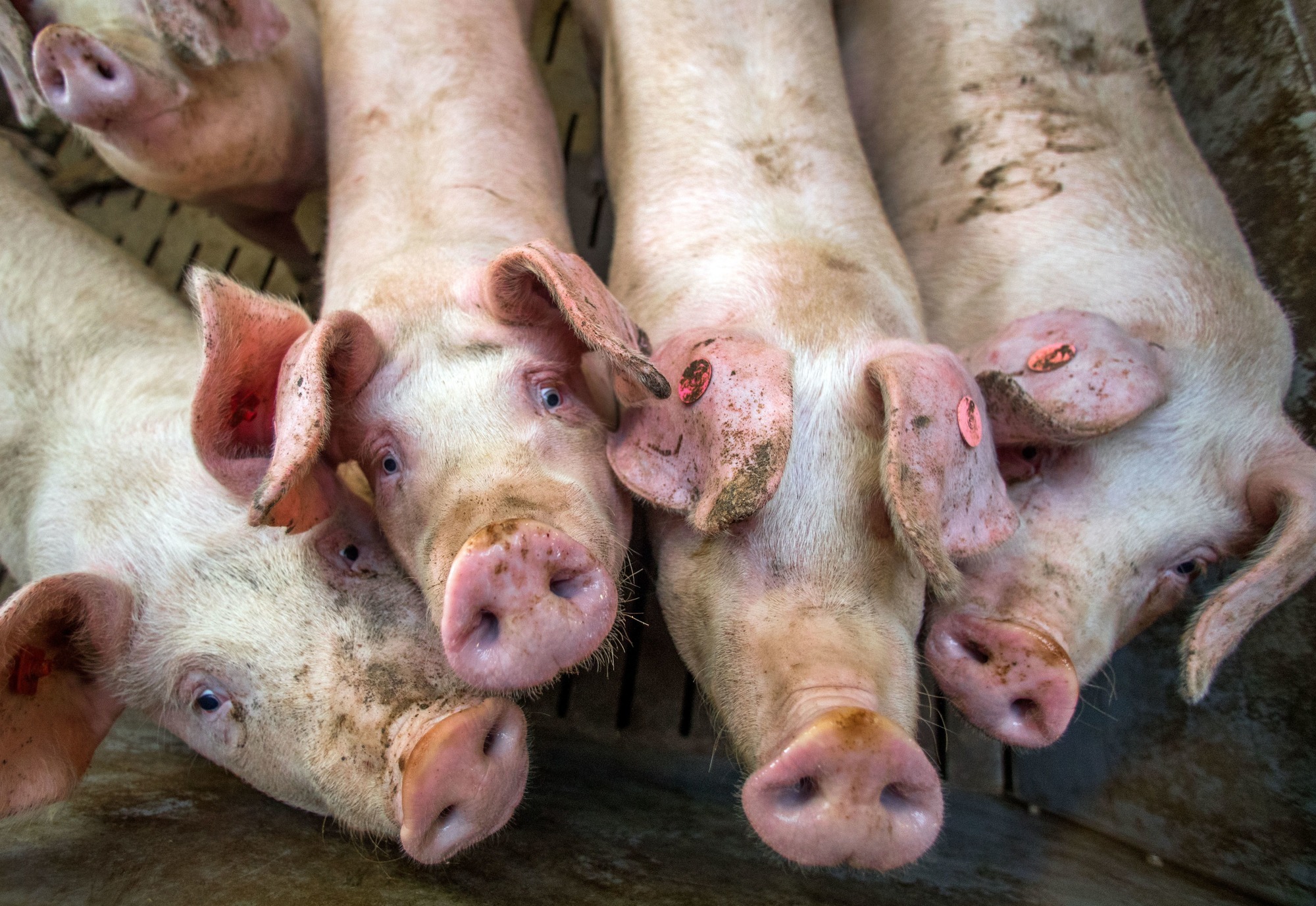 Hausschweine In Deutschland Mehr Als 27 Millionen Tiere