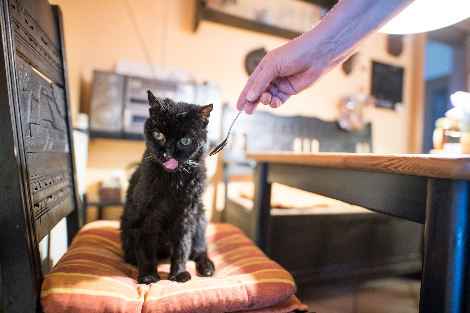 Forschungsbedarf Wenn Die Katze Zweimal Frisst Demenz