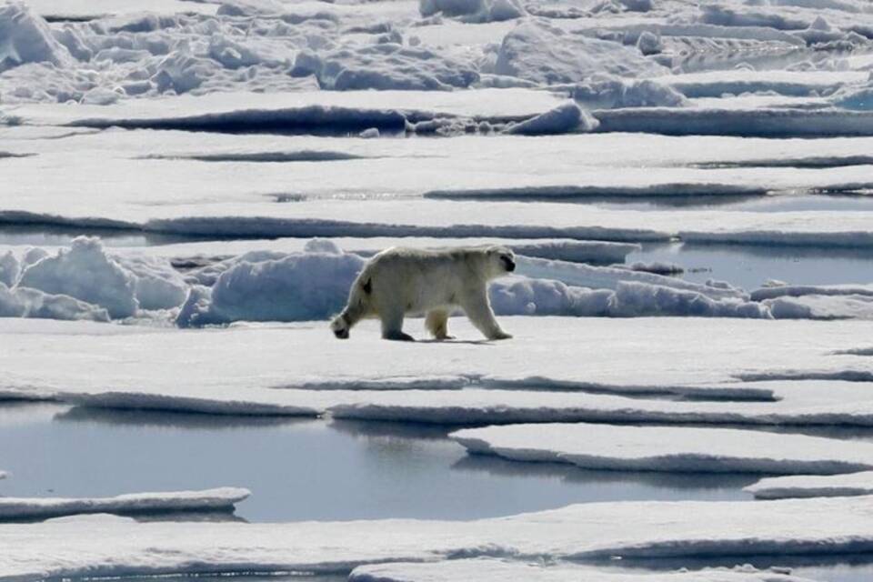 Eisbär Eisbär