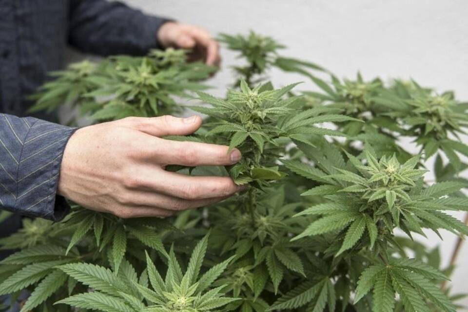Cannabis-Pflanze