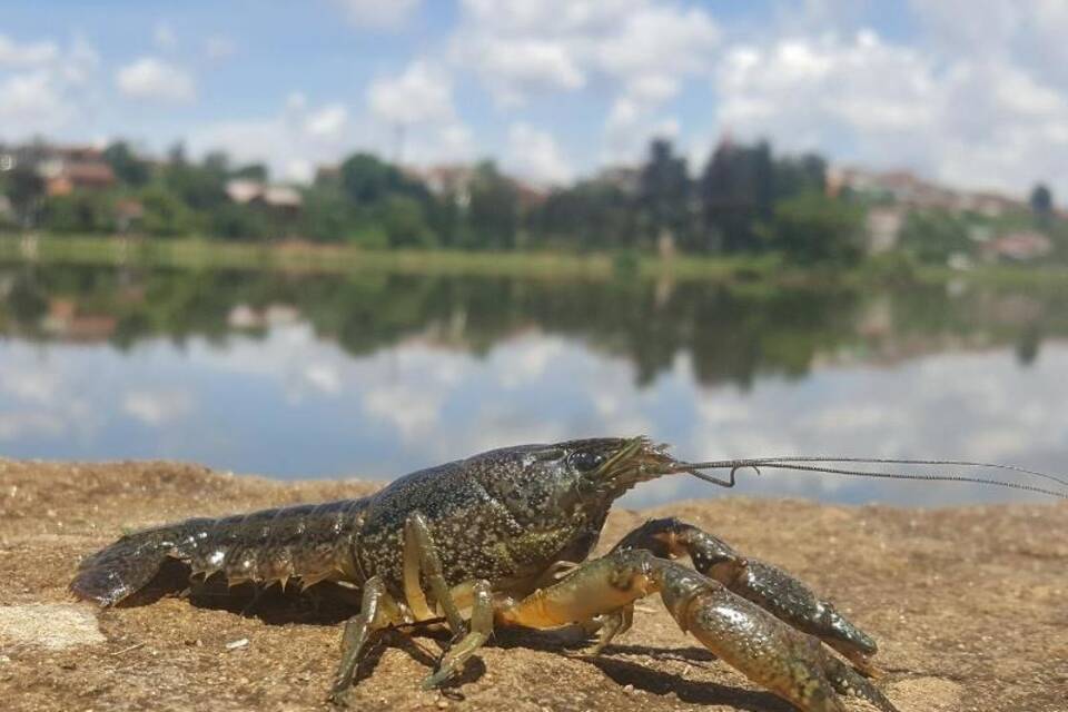 Marmorkrebs Marmorkrebs
