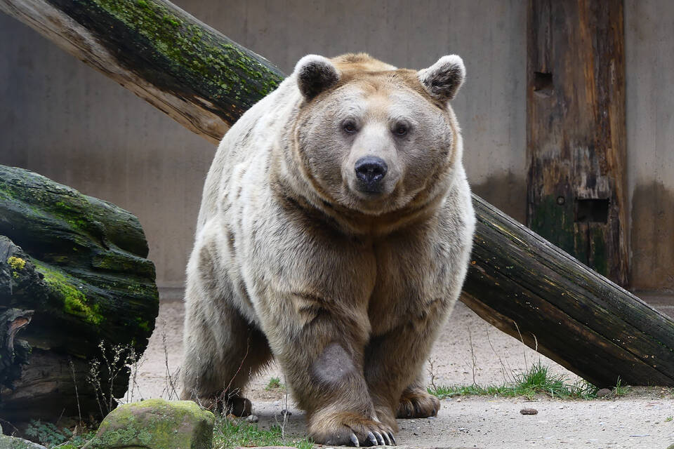 Bär Martin im Zoo Heidelberg