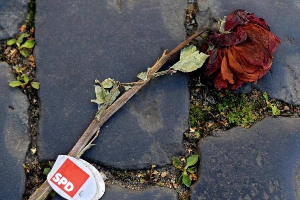 Verwelkte SPD-Rose Verwelkte SPD-Rose