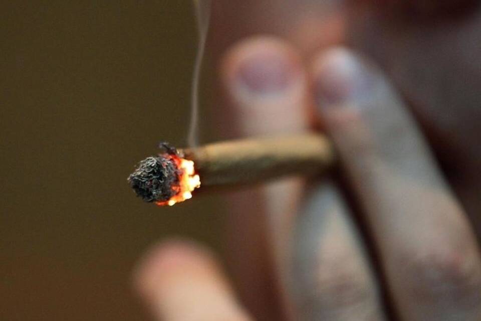 Cannabis Cannabis