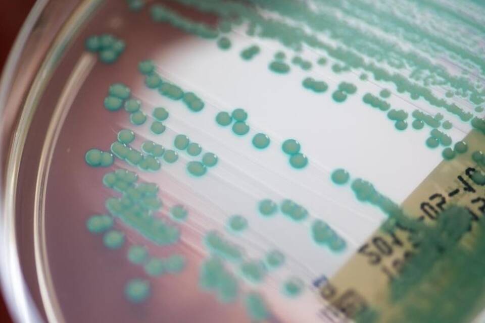MRSA-Keime MRSA-Keime