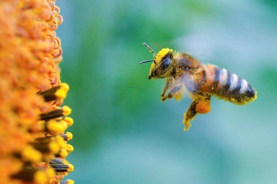 Biene Biene