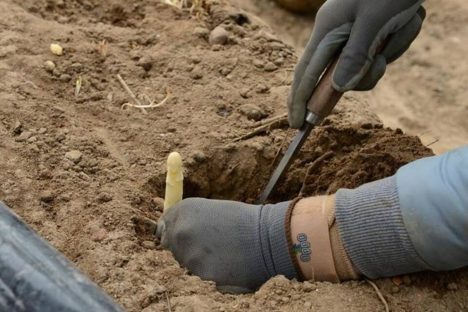 Spargel aus Brandenburg