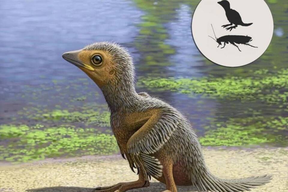 Enantiornithesküken Enantiornithesküken