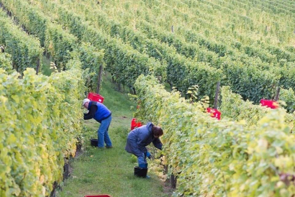 Weinlese Weinlese