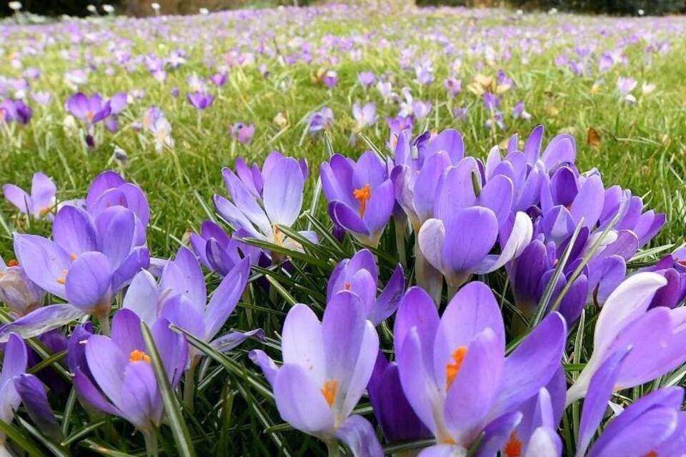 Krokusse im Sonnenschein Krokusse im Sonnenschein