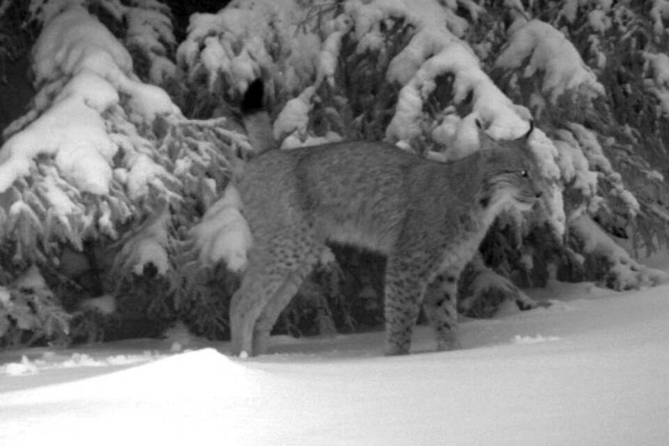 Der Luchs ist zurück im Thüringer Wald