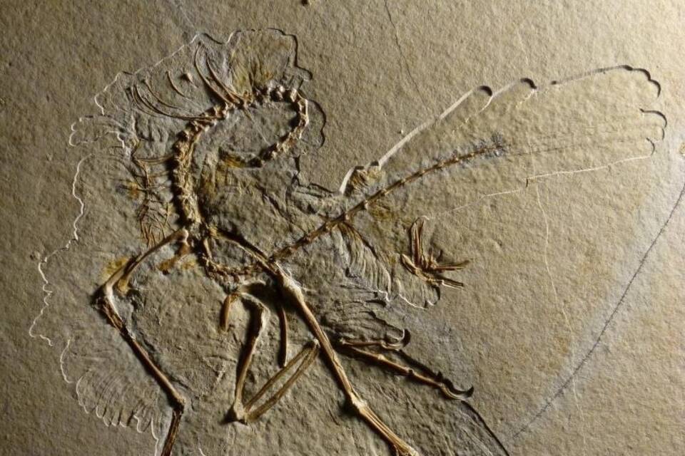 Urvogel Archaeopteryx