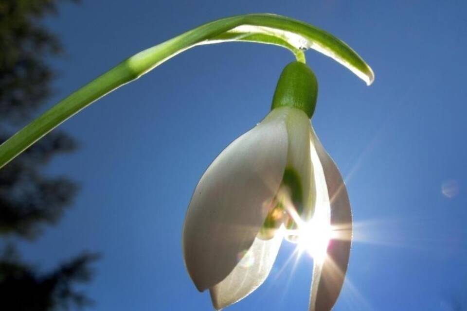 Schneeglöckchen im Sonnenschein