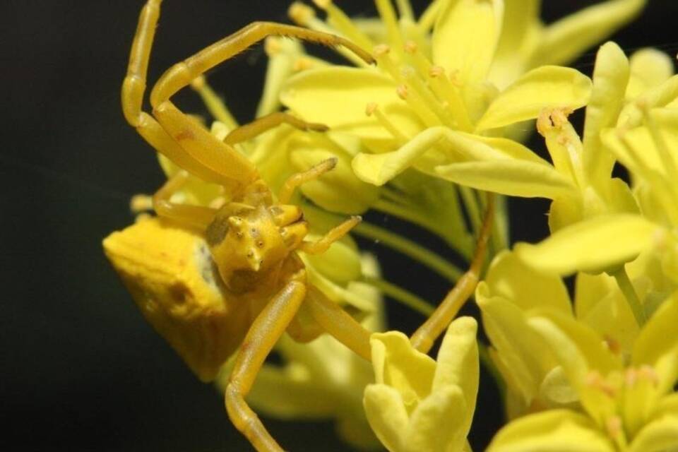 Krabbenspinne Krabbenspinne
