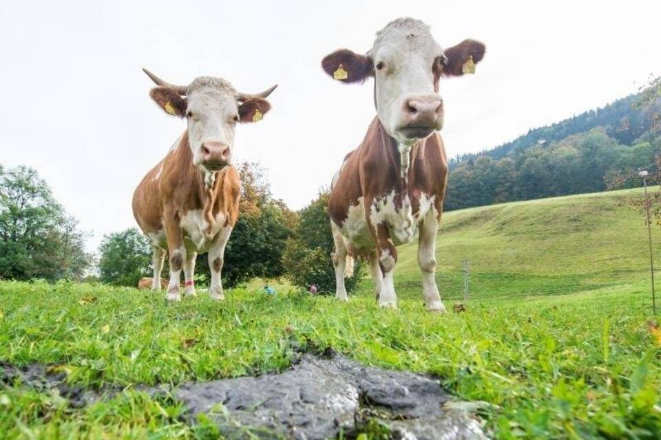 Kühe auf der Weide Kühe auf der Weide